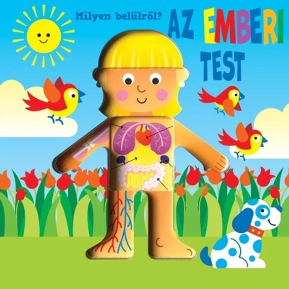 Milyen belülről? - Az emberi test